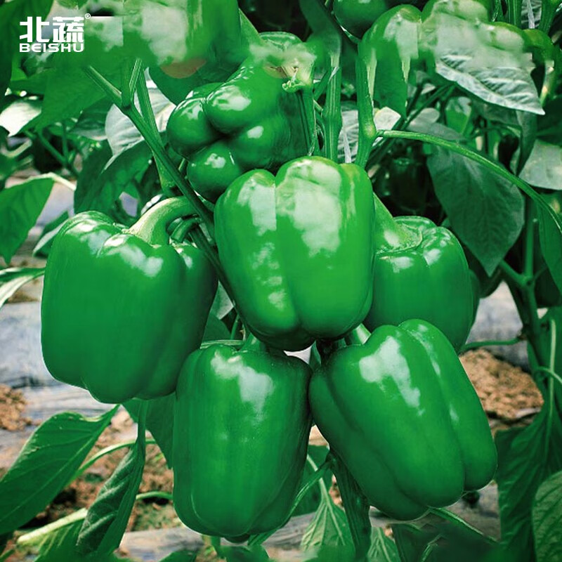 北蔬甜椒种子彩椒灯笼椒青椒菜椒春夏季蔬菜苗 赛尔威绿甜椒种子 50粒
