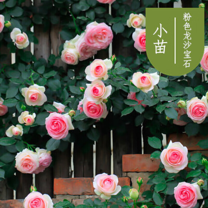 庭院攀援月季植物爬藤蔷薇花苗龙沙宝石大花浓香花卉 粉龙(爬藤小苗)
