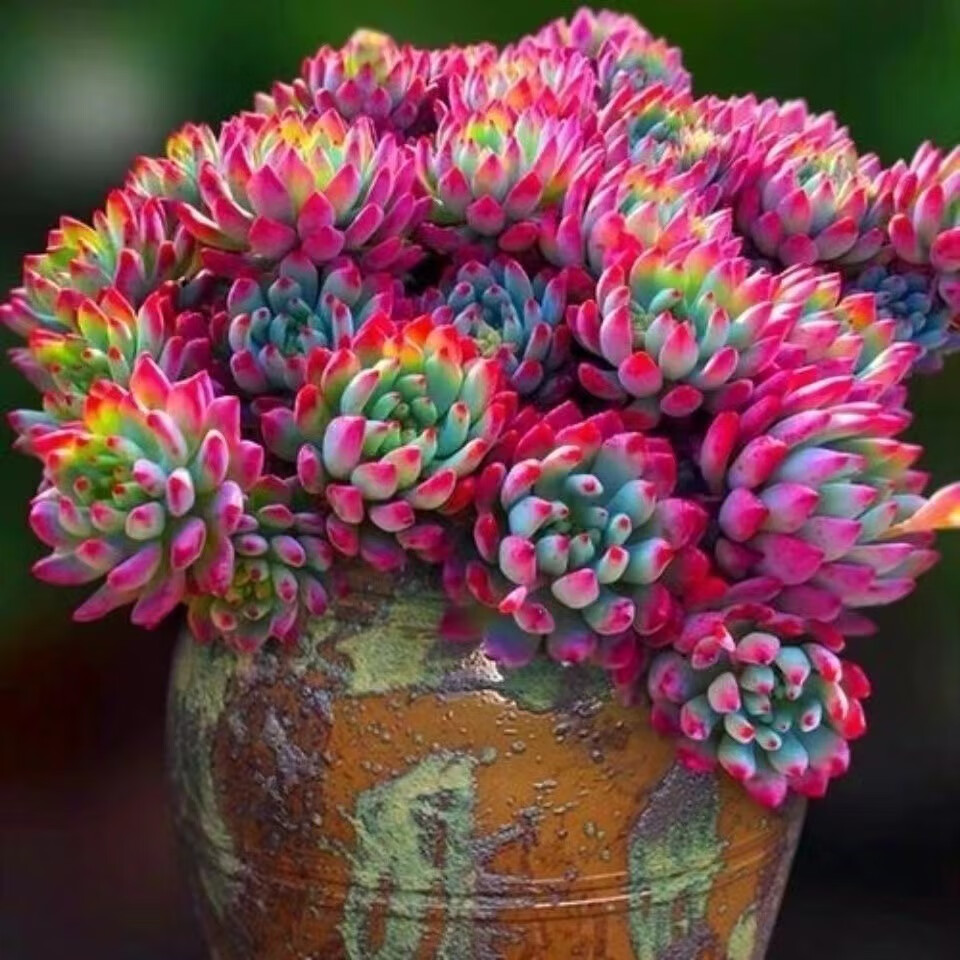 轩林美 多肉植物 多头肉肉植物组合盆栽 创意花卉小老桩植物 蓝精灵