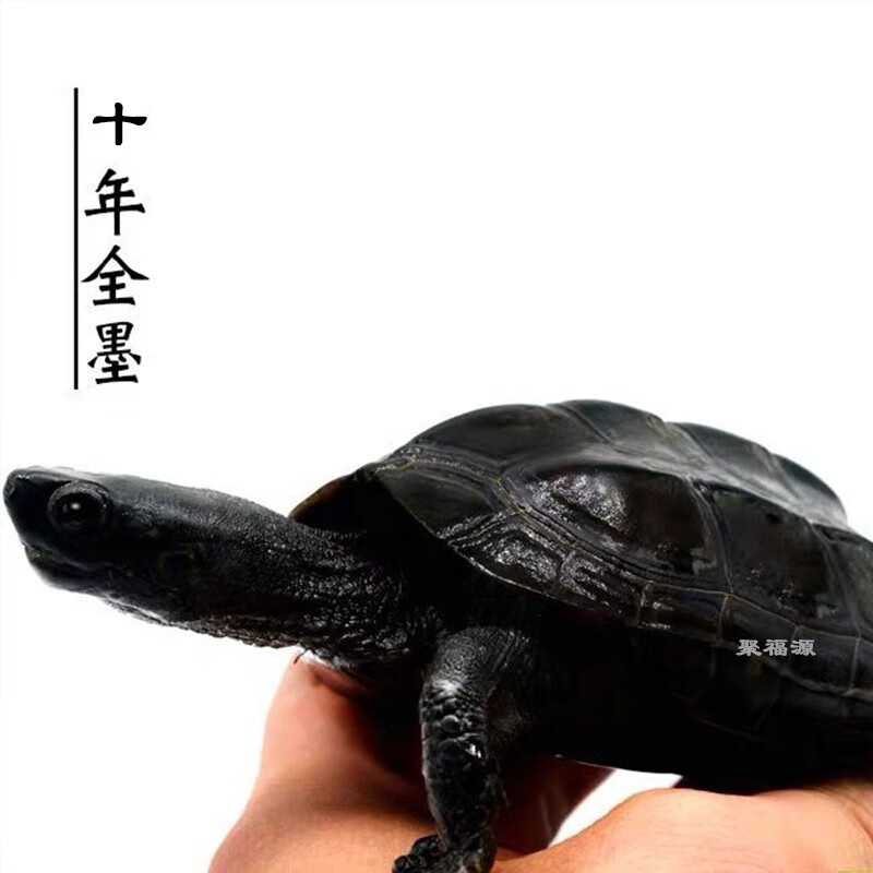 御聚源顶墨龟全黑纯种正宗外塘黑腹龟苗小乌龟活物活体纯种全黑苗 全