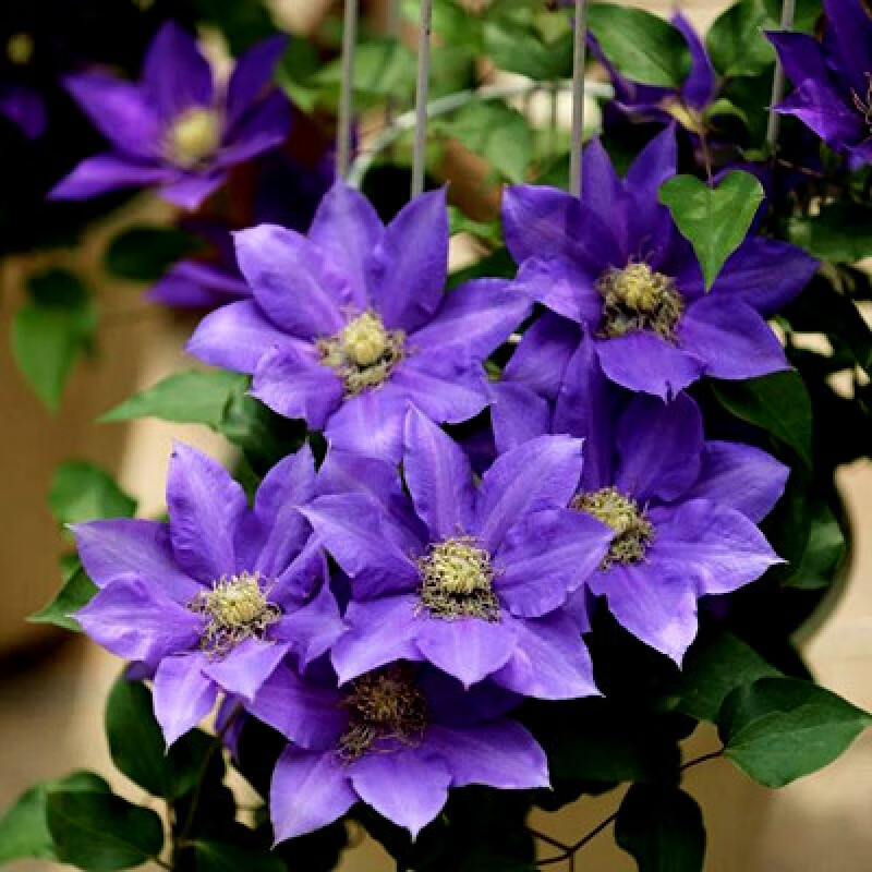 农民老史铁线莲爬藤植物花苗庭院花卉盆栽植物室内外花重瓣盆栽地栽