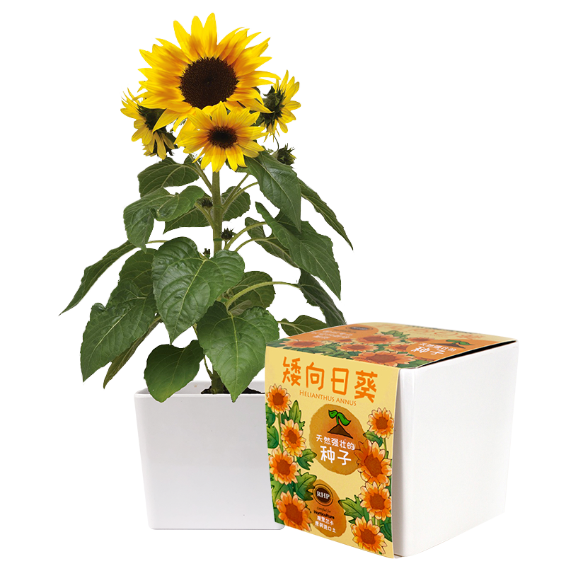 IAMCityFarmer矮向日葵DIY种植盆栽,价格历史走势&销量分析!