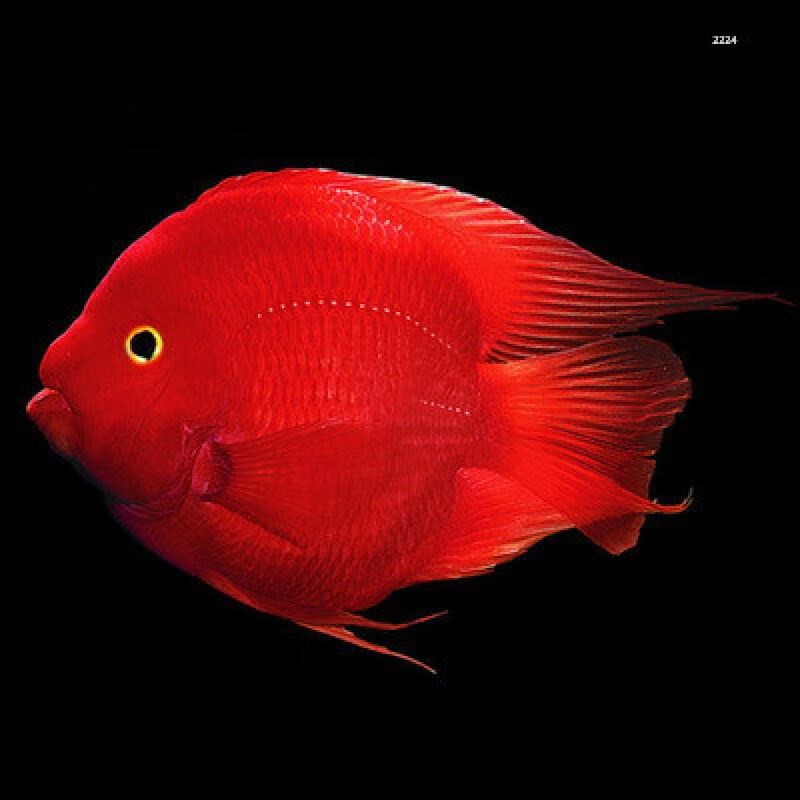 婷越岚耐活观赏迷你血鹦鹉鱼一对可繁殖热带鱼苗金鱼财神鱼淡水活鱼金