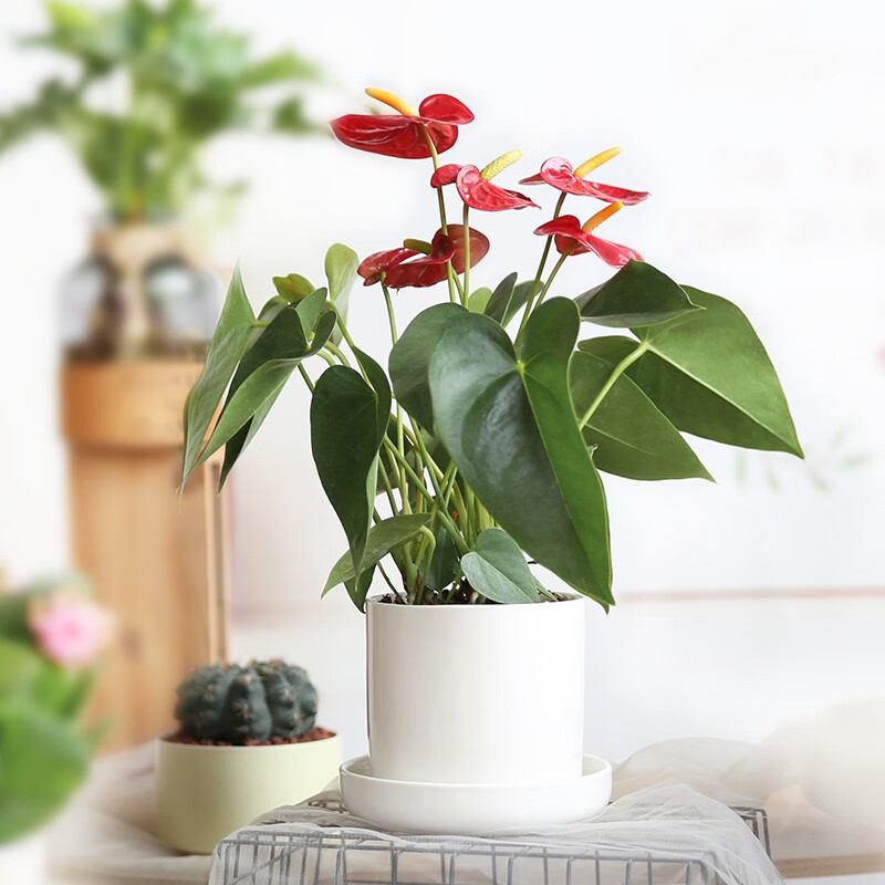 栀子花发财树红掌花苗盆栽阳台卧室庭院客厅金钱树书房发财树办公桌四