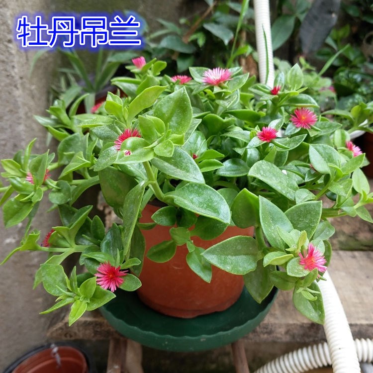 牡丹吊兰带花盆栽垂吊植物室内阳台四季开花绿植 牡丹吊兰【一盆】 不