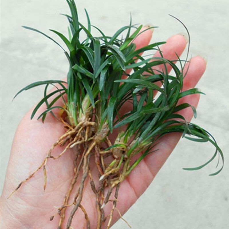 玉龙草日本麦冬草矮麦冬阔叶细叶青叶金边麦冬草庭院地被草类植物花乡