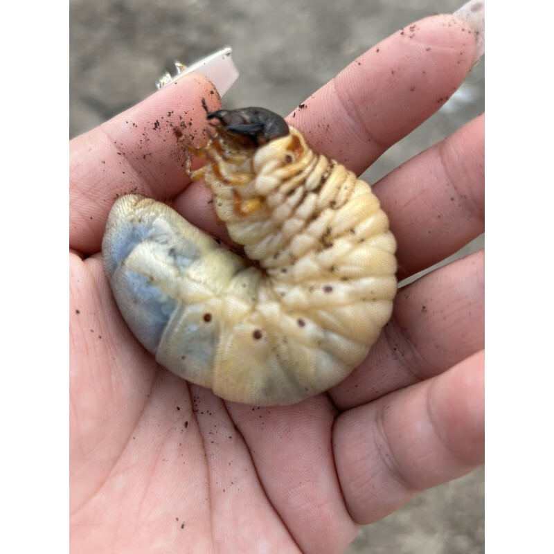 麦基乐活独角仙虫甲虫宠物成虫幼虫活体昆虫公母幼虫仙儿虫卡布达幼虫