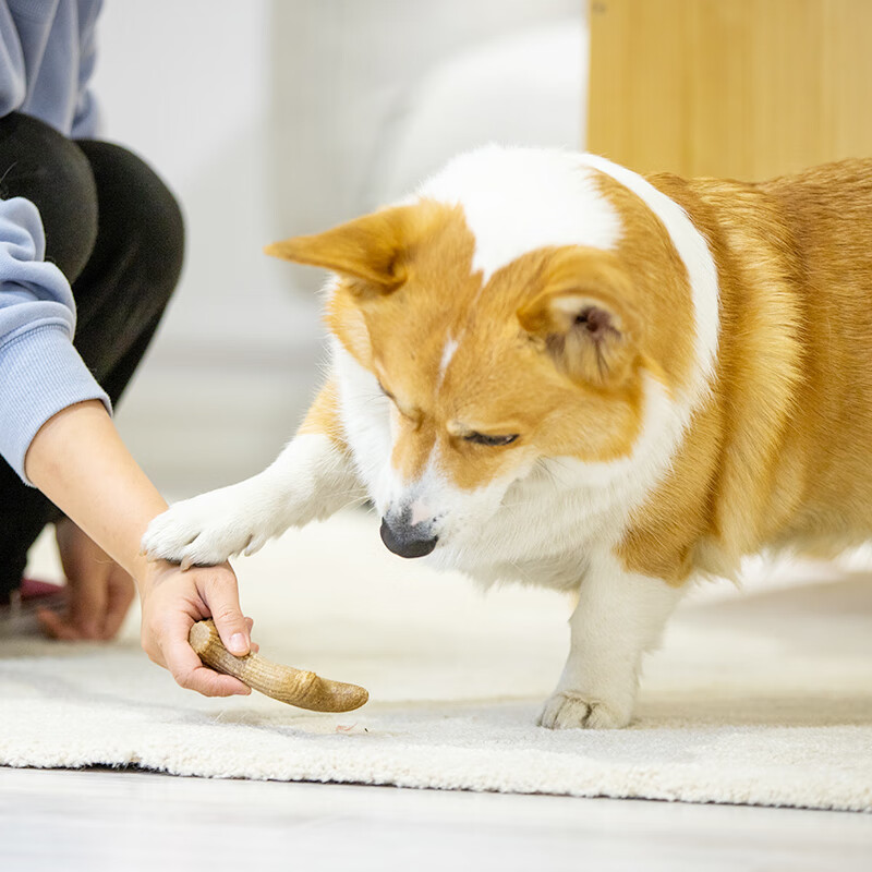 磨牙玩具木塑GiGwi宠物玩具幼犬狗狗贵为质量好吗？使用情况！