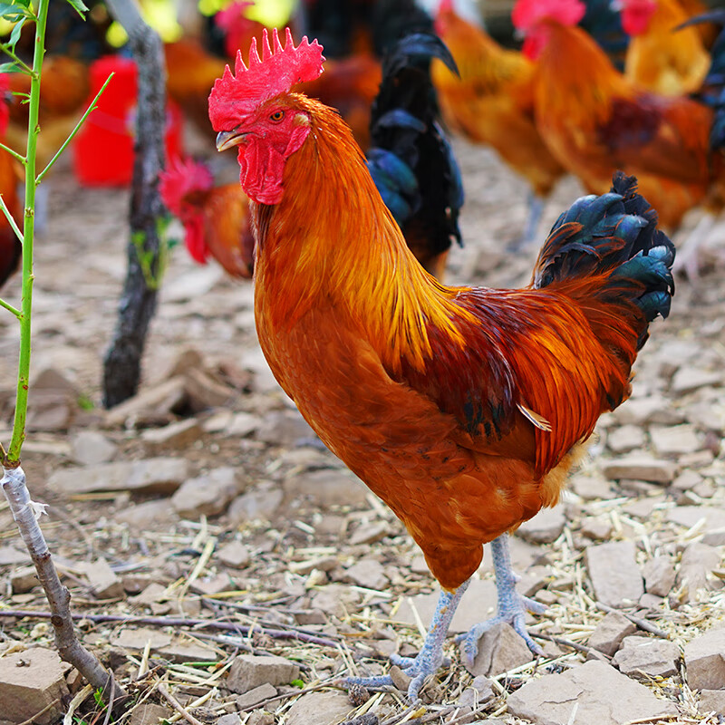 虎钢馋1只正宗农家散养黑爪土鸡笨鸡公鸡新鲜现杀月子鸡大公鸡整只鸡