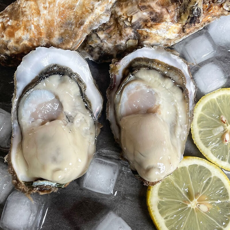 三蟹岛烟台生蚝 鲜活 牡蛎 海蛎子 火锅烧烤食材  生鲜贝类 海鲜水产