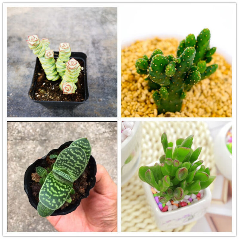 送女朋友的礼物一帆风顺多肉植物组合盆栽重扇创意可爱萌肉肉室内外好养元宝1颗 148 0评论 58元 90元券 5我爱你送朋友的礼物一帆风顺多肉植物组合盆栽重扇创意可爱萌肉肉室内外好养钱串手吸财树子宝裸根发货 158 0评论 58元 100元券 送女朋友的