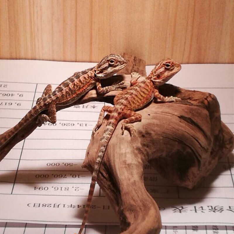 爬宠豹纹守宫幼体温顺不咬人入门级异宠饲料包活 鬃狮蜥蜴一只 橙红色