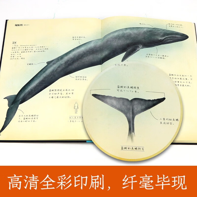 动物笔记：神秘的海洋动物详情图
