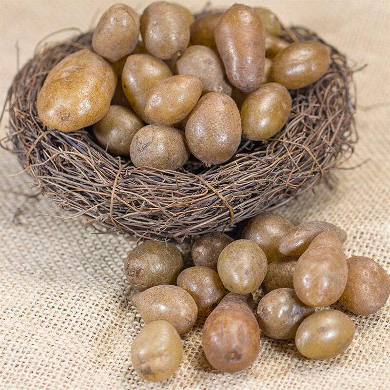 蕉岭新鲜精选野生石黄皮凤凰蛋马骝卵肾蕨化狗儿蛇蛋石橄榄 石黄皮1斤