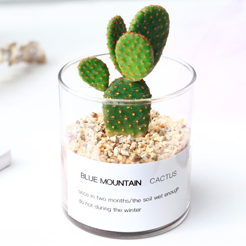 小盆栽桌面植物肉肉组合办公室内绿植花卉 【金毛掌】加宽玻璃杯 土砂