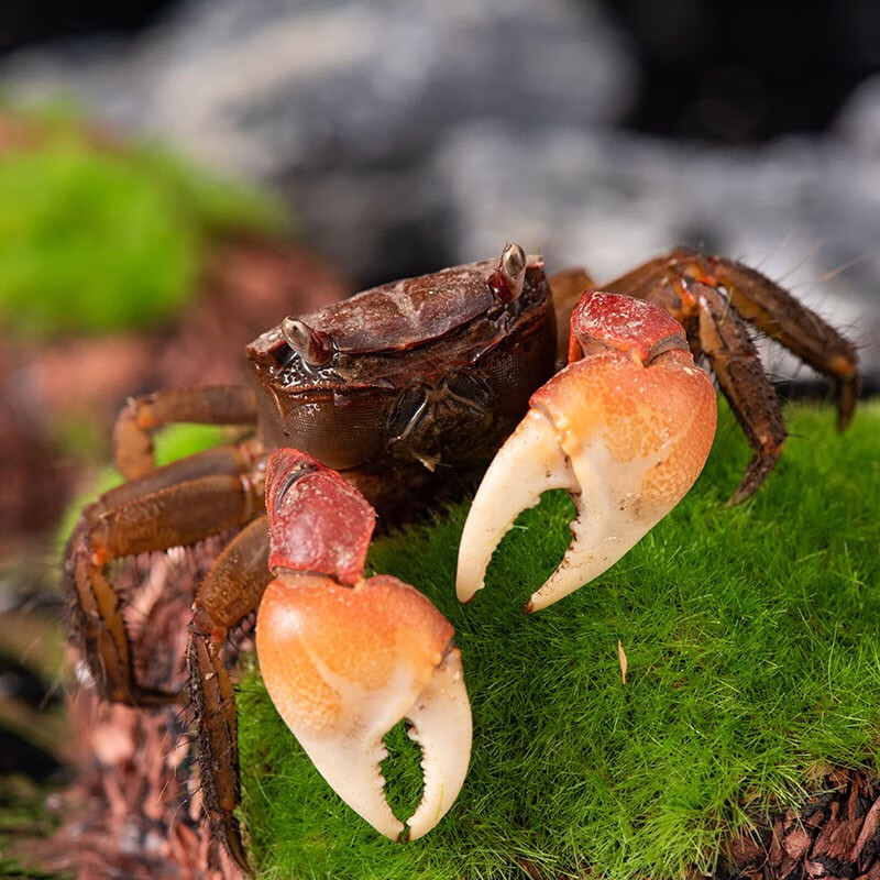 chong yimo)辣椒蟹相手蟹将军蟹弹族观赏宠物活体稀罕宠物 相手蟹幼崽