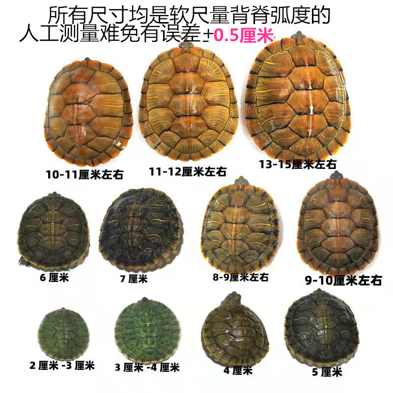 禧厢苑送龟粮黄金情侣龟乌龟活体小乌龟活物红耳巴西龟好养活宠物观赏