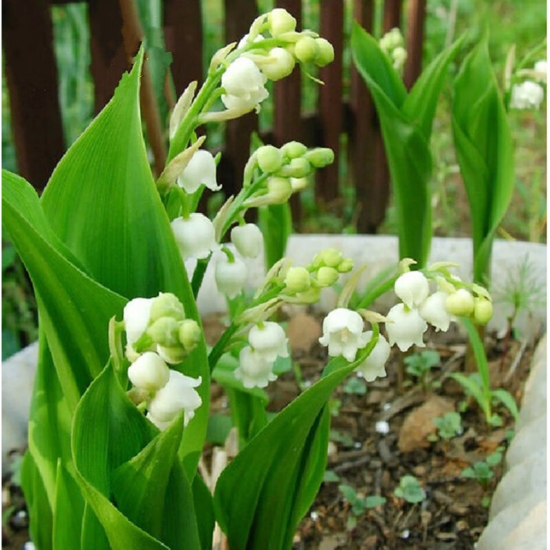 铃兰盆栽 带盆盆栽浓香小型绿植铃兰花苗盆栽阳台室内芳香花卉铃兰z1