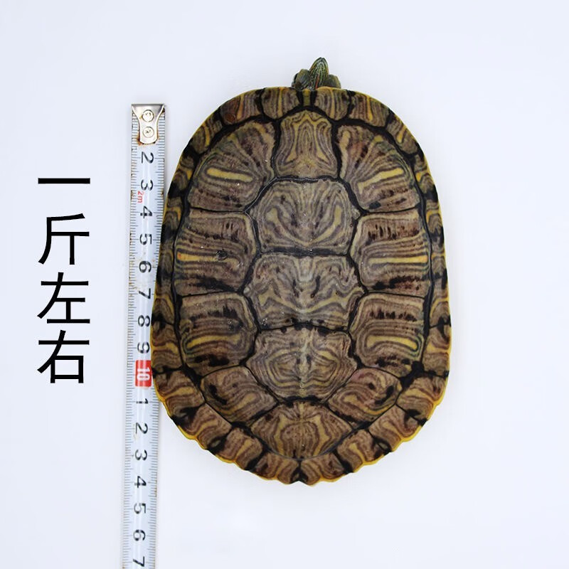 巴西龟年龄图解红耳龟图片