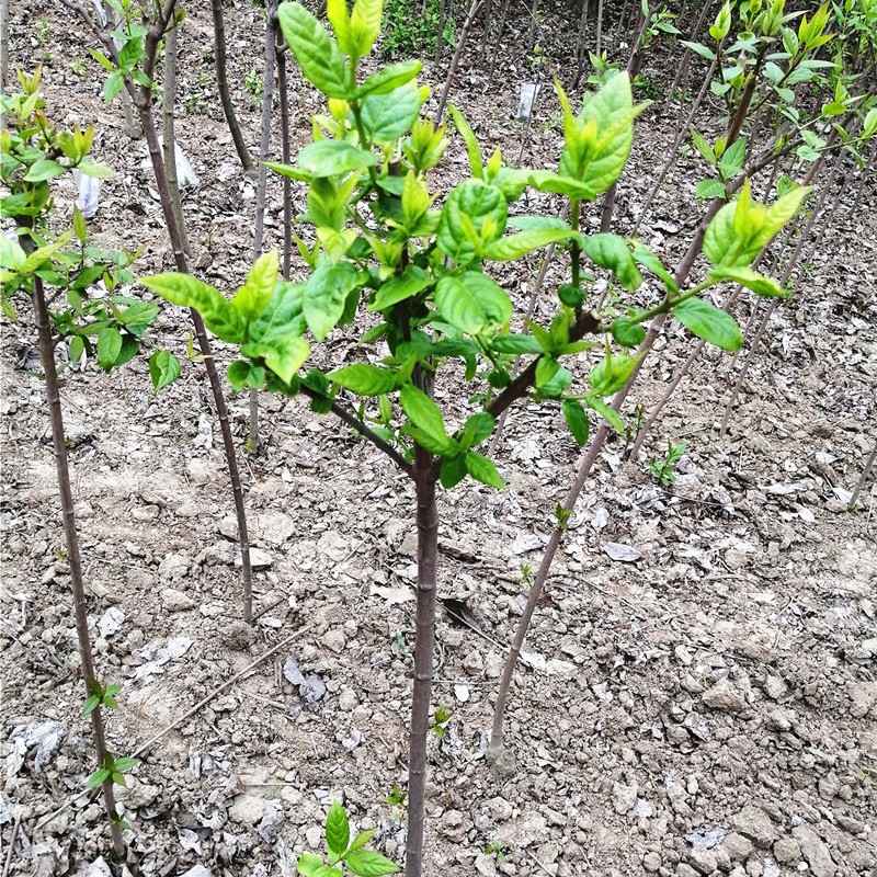 腊梅花树苗原生腊梅丛生高杆嫁接盆栽老桩浓香花卉室内外盆景冬季开花