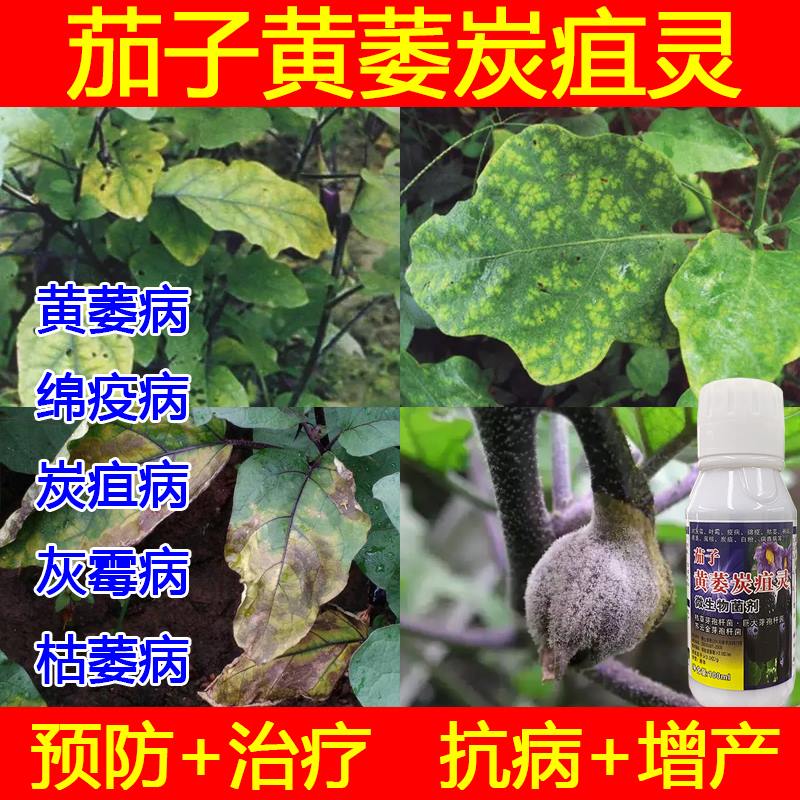 茄子专用药茄子黄萎病炭疽病疫病灰霉病根腐病枯萎病茄子病害专用 100