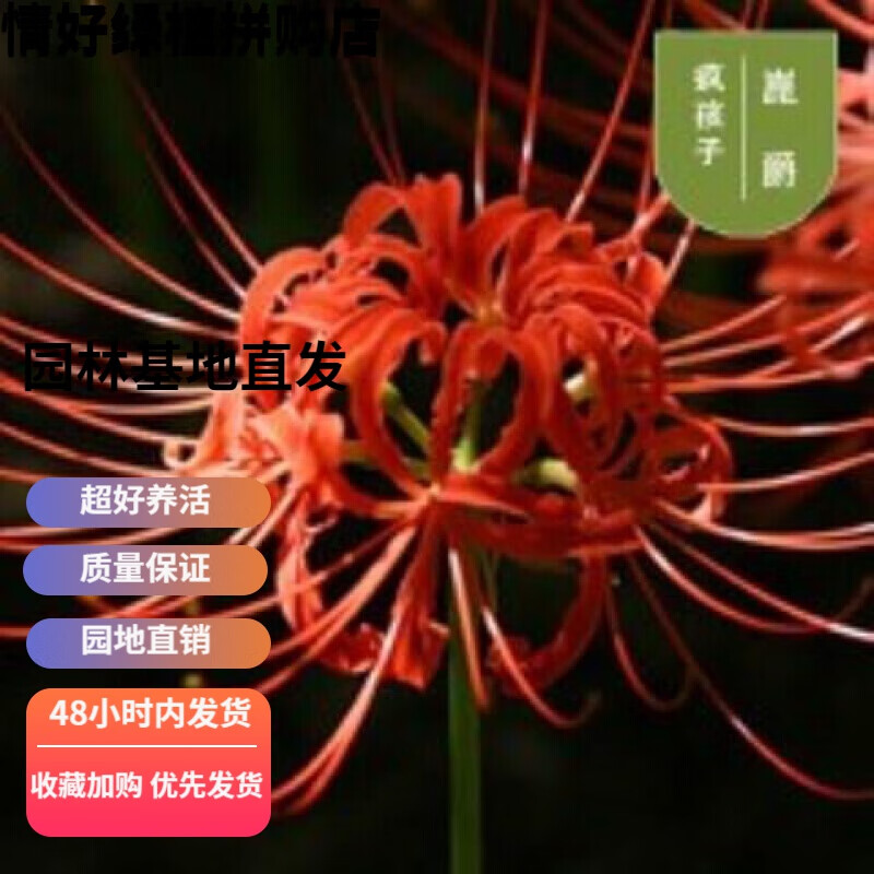 红色 彼岸花种球1个(仅种球)