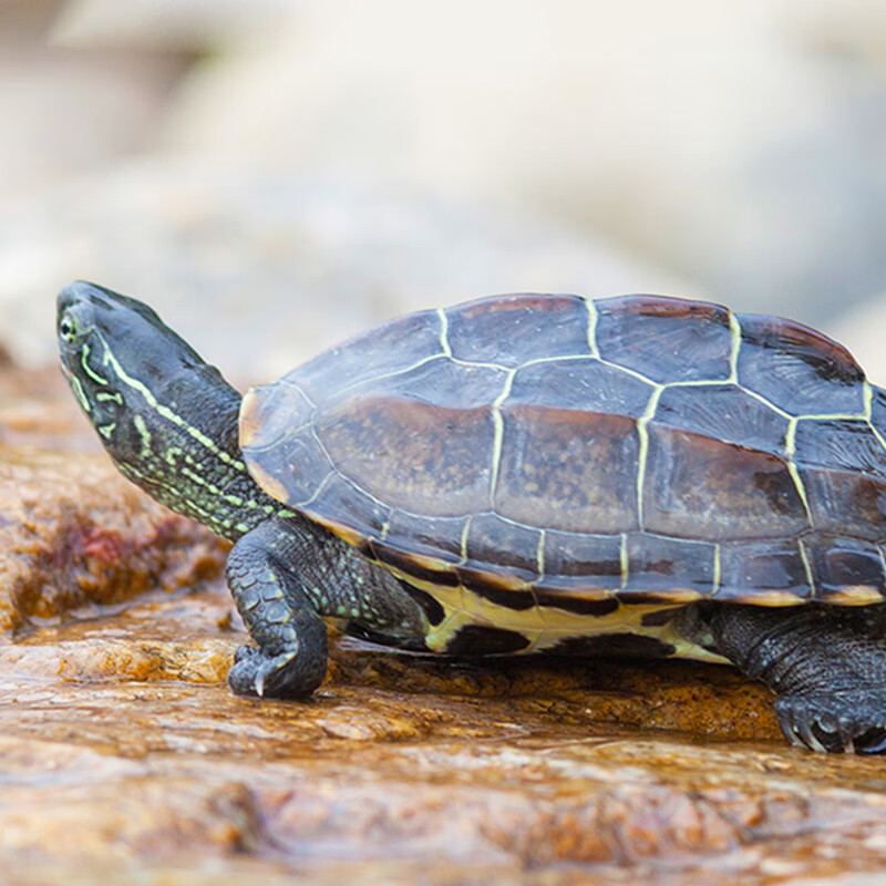 外塘冷水中华草龟金龟活体乌龟单身贵族装宠物龟 2cm左右(一只)