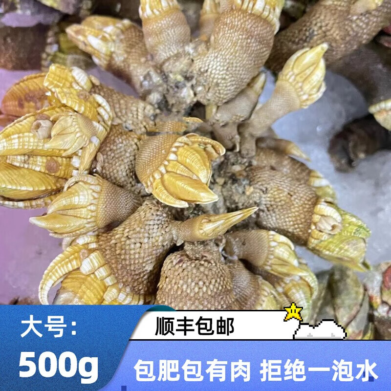超朴生鲜 【顺丰冷链-多地隔日达】狗爪螺500g 宁德鲜活大佛手贝鹅颈