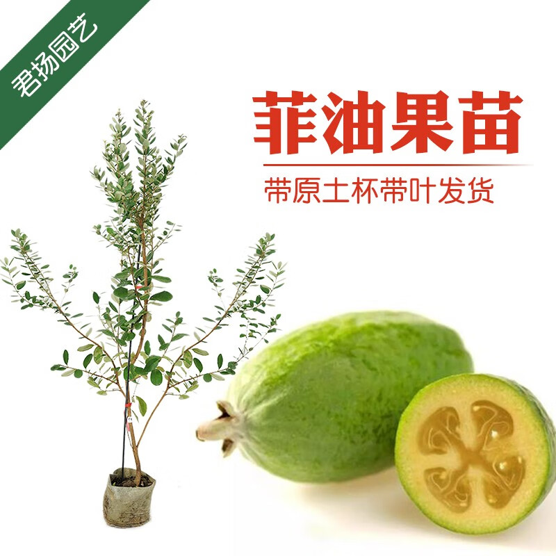 安德烈水果苗 庭院常绿花卉绿植盆栽地栽带土带叶 菲油果苗1米-1
