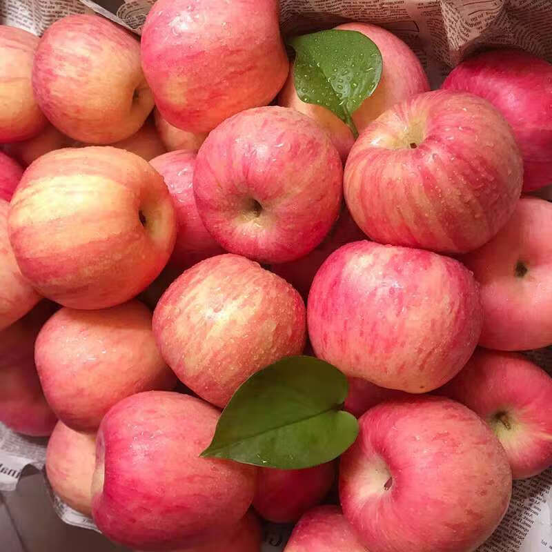 【精选S级】烟台红富士苹果梨当季水果冰糖心现摘现发苹果水果批发水果新鲜5 中果3斤(9-10个)普通