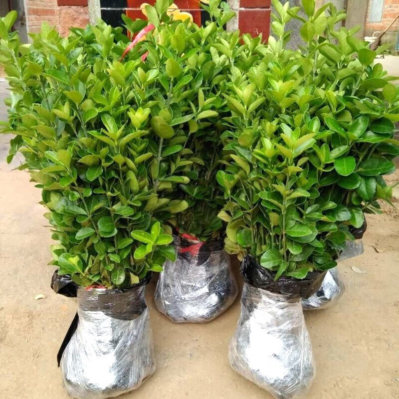 大叶黄杨苗冬青苗卫矛苗工程绿化苗木绿篱卫矛球小苗四季长青大叶黄杨