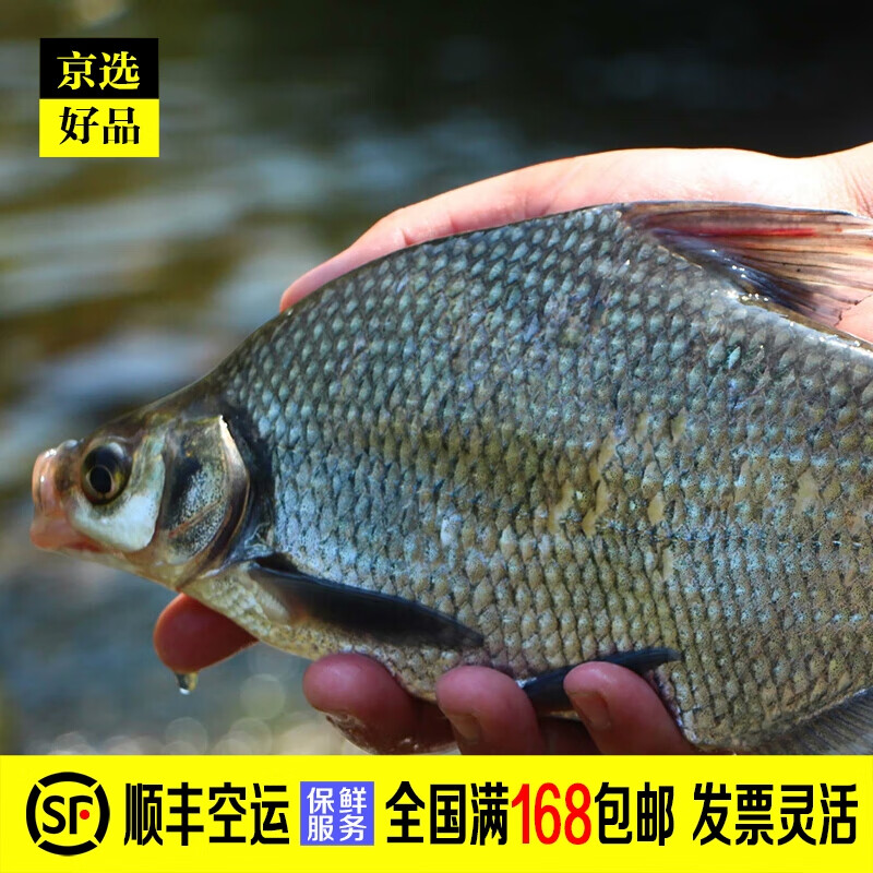 禾人武昌鱼新鲜 团头鲂 新鲜捕捞 宰杀后净膛发货 武昌鱼 团头鲂 重1