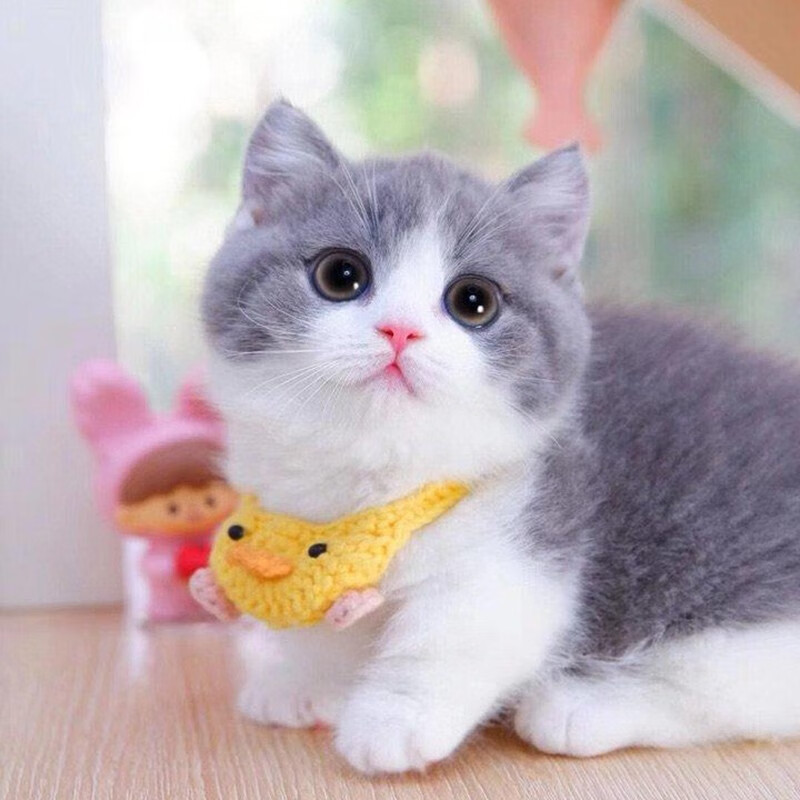 福贝纯享拿破仑蓝白矮脚猫活体宠物小短腿猫纯种乳白曼基康幼猫纯种保健康 宠物级A级 公怎么样,好用不?