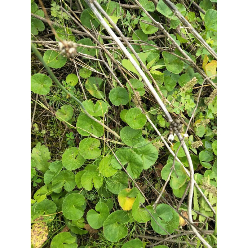 元冬野生雷公根种子 灯崩大碗苗种子  盏菜新鲜 积雪草种子 野生崩大