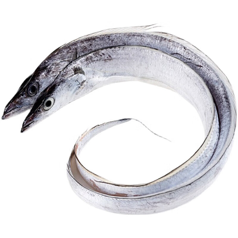 鲜太公整条特大带鱼新鲜冷冻带鱼刀鱼东海舟山小眼带鱼 5斤中大15-16