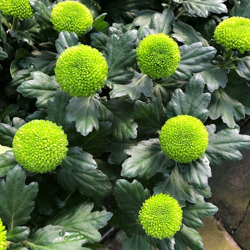农民老史乒乓菊盆栽重瓣球形菊花苗室内阳台开花植物带花花卉花期长