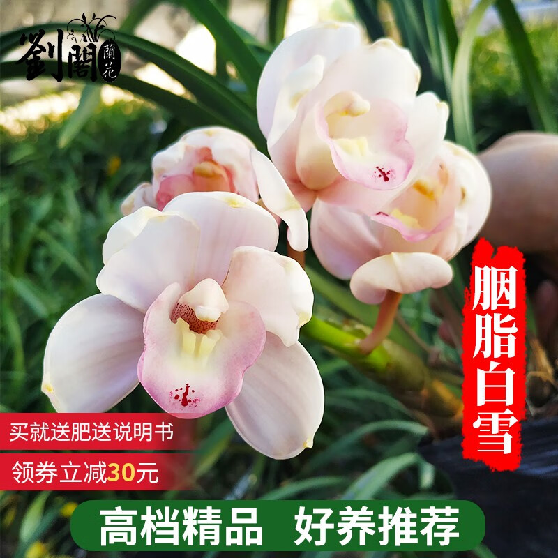 劉閣蘭花建兰四季兰花苗十里桃花 夏带浓香花苞出售 有香味的花卉绿植盆栽 胭脂白雪2苗连体裸根
