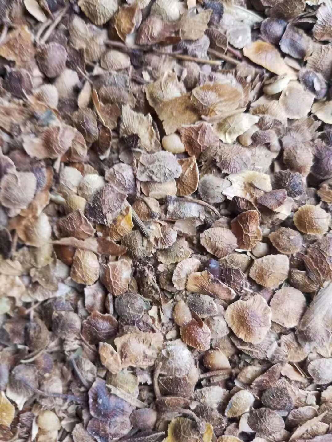 芗苒臭椿种子绿化行道树种籽籽 臭椿种子一斤