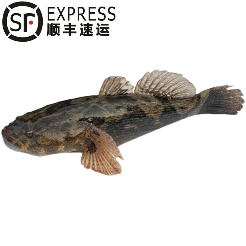 lism现杀发货鲜活笋壳鱼 鲜活现杀发货鱼类呆子鱼虎头鲨10-20条/斤 3