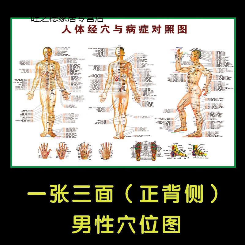 恋品惠人体经络穴位图标准大挂图全身高清中医养生艾灸推拿按摩背部