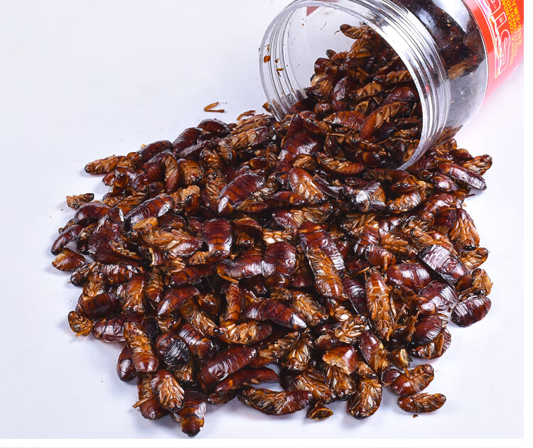 贝意品美洲大蠊干蟑螂干金龙鱼红龙鱼饲料银龙鱼观赏罗汉鹦鹉鱼粮