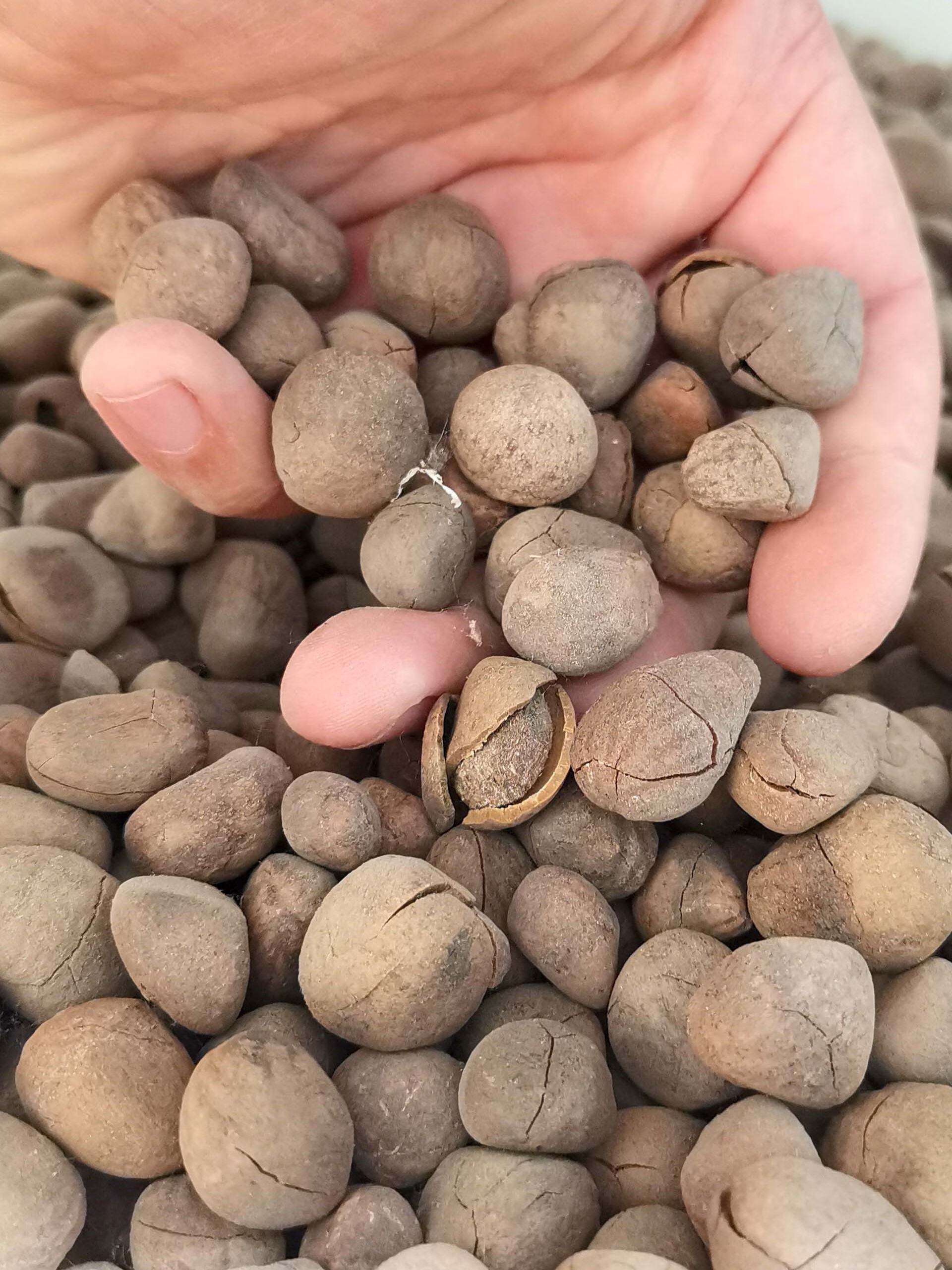 芗苒大风子种子四季大枫子驱虫种籽籽 大风子种子一斤