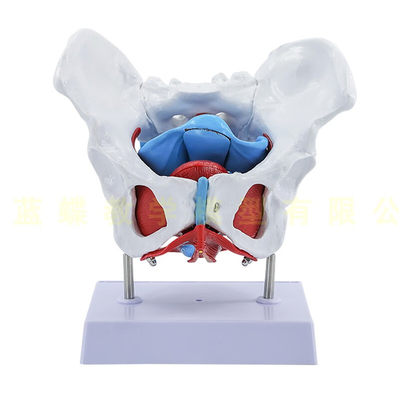 适配适配女性骨盆生殖器 女性盆腔结构 膀胱盆底肌肉康复 女性骨盆带