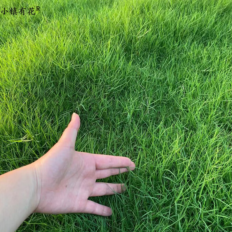 小镇有花 狗牙根种子 草坪种子 耐高温耐践踏低矮修剪场护坡工程绿化