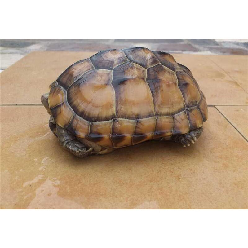 由子乌龟活物 大型 巨型宠物龟乌龟活体龟大乌龟大母草镇宅龟 6-7厘米