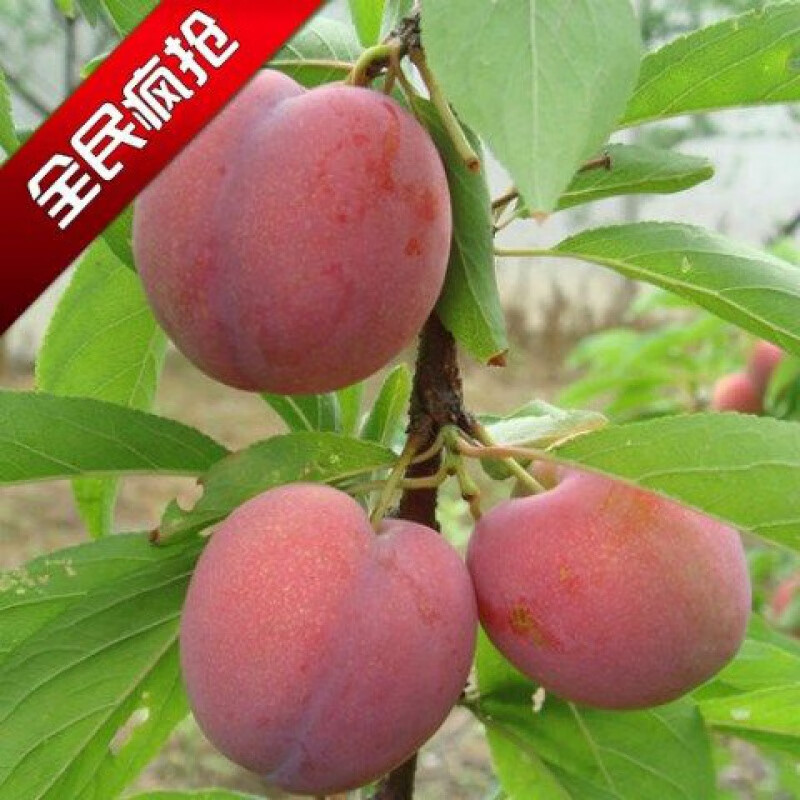 李子树苗果树苗南方北方种植李子苗果树嫁接新品种水果树苗当年结果苗