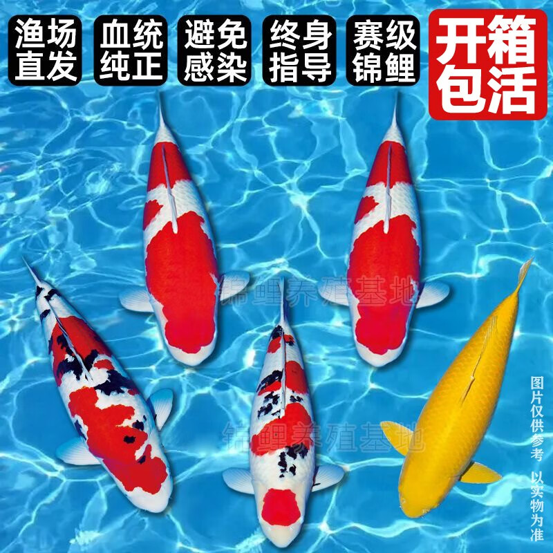 招财如意锦鲤冷水观赏鱼大型纯种精品红白三色招财鱼好养耐活风水鱼活鱼 十全十美（随机颜色10条可指定） 30-35cm