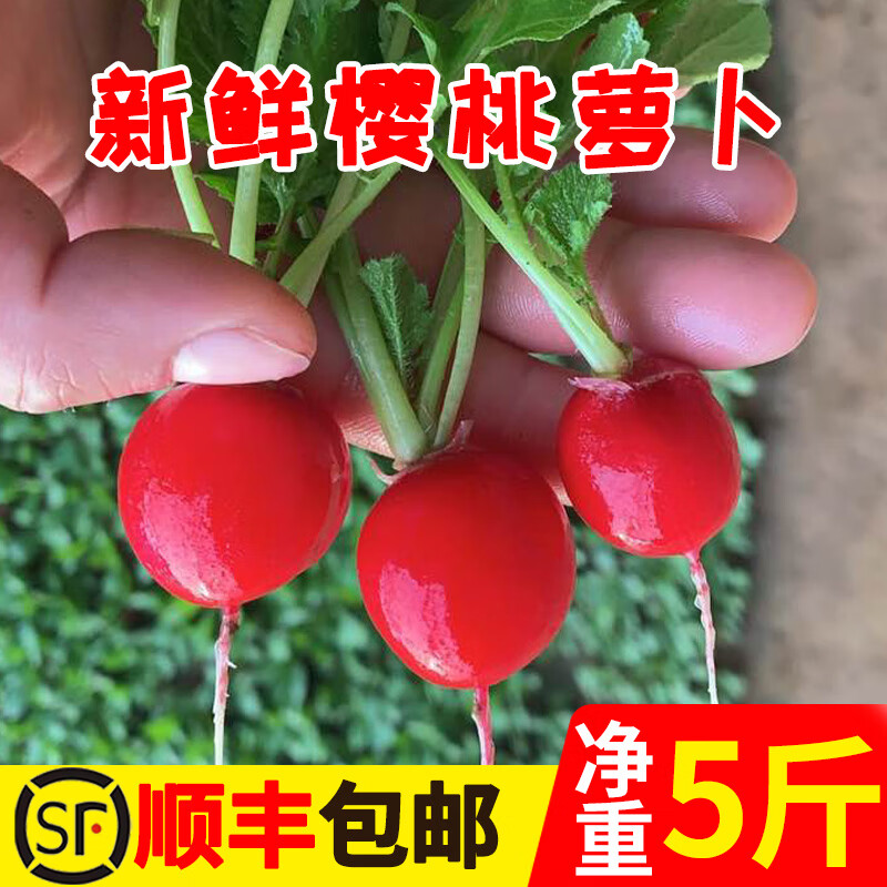 辰实（顺丰）樱桃萝卜 新鲜水果红萝卜圆红萝卜 农家蔬菜迷你小萝卜 5斤 （带叶）