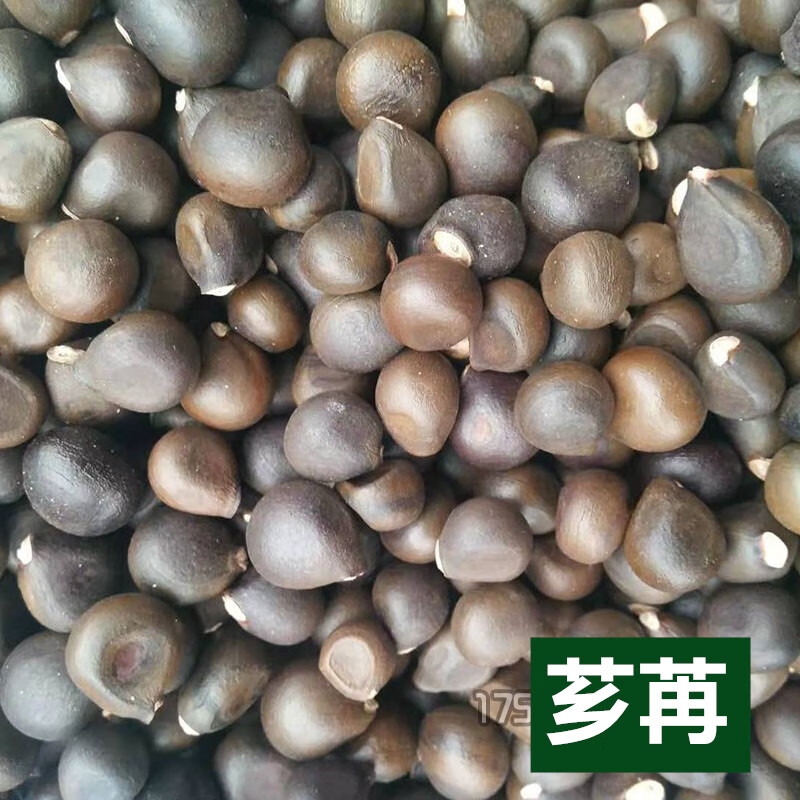 芗苒新采文冠果种子林木种籽文冠木文官果土木瓜行道树种风景树