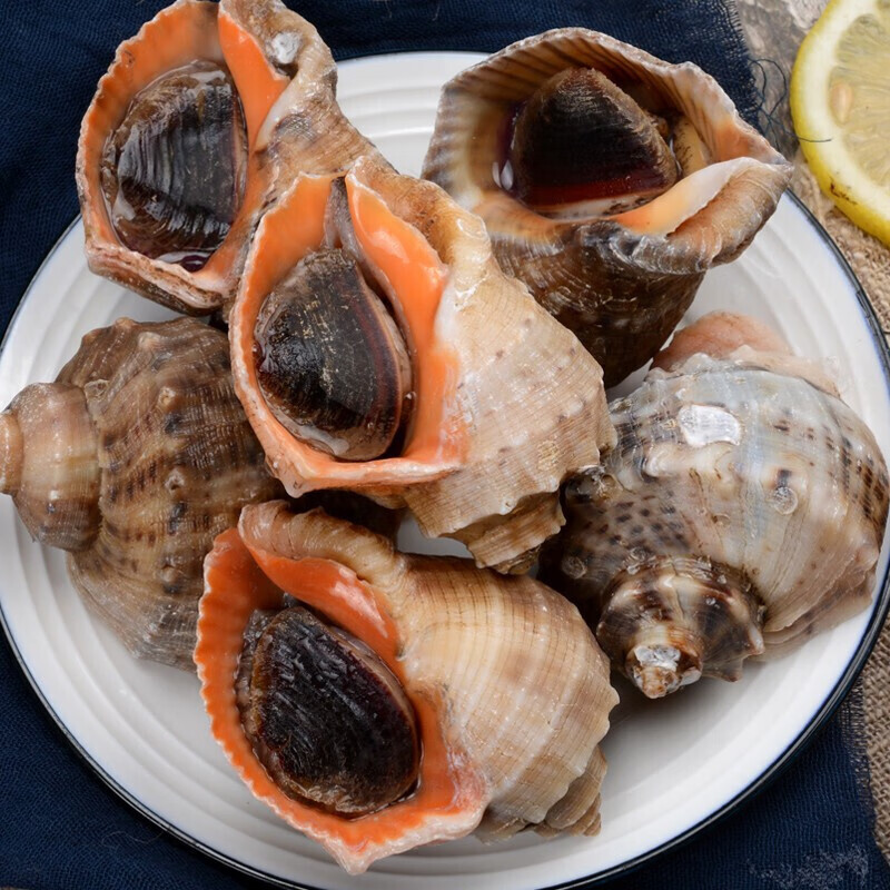 伯贤 海螺大号海螺中号海螺小海螺新鲜发货海螺肉足 大海螺3-4只500g